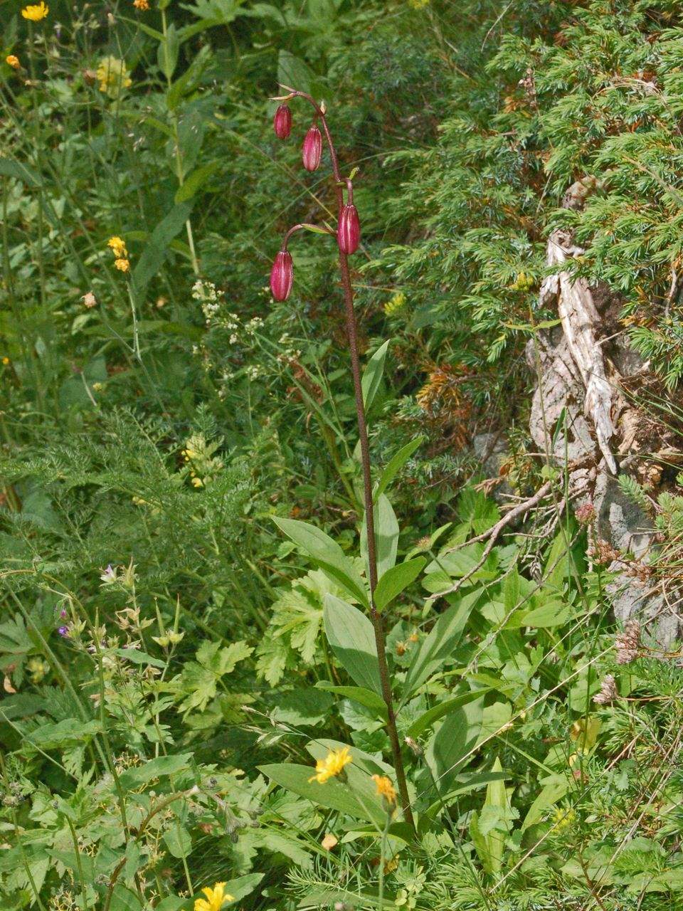 Lilium martagon